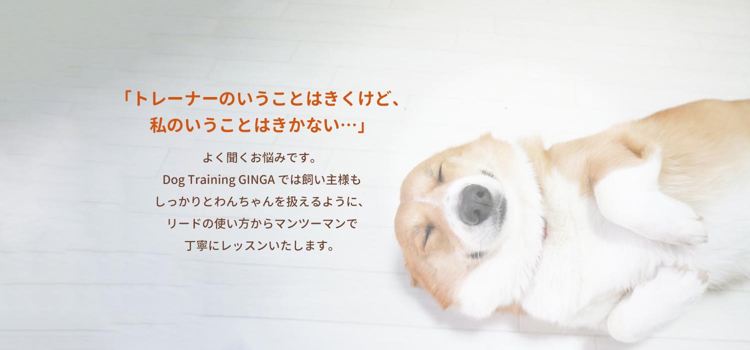 犬のしつけ・トレーニング施設 | 京都府 Dog Training Ginga（ドッグ